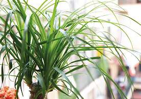 Napoli Botanik Bed and Breakfast