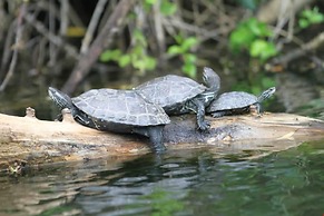Tartaruga Boutique Hotel & Bungalows