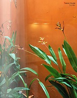 Nexus House Thao Dien