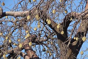 Hambana Lifestyle Lodge