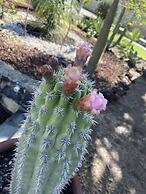 Villarreal Lodge Hotel & Porta Coeli