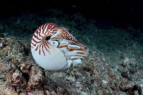 South Pacific Memories