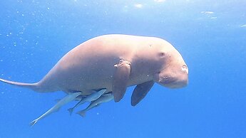 South Pacific Memories