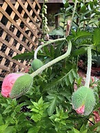 The Breeze Overlooking Minister s Pond