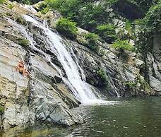 Tree of Life - Hostel