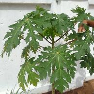 The Botanical Gardens