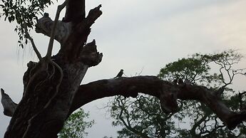 Yala Big Game Drive with Heina Eco Team