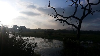 Yala Big Game Drive with Heina Eco Team