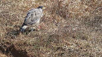 Yala Big Game Drive with Heina Eco Team