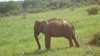 Yala Big Game Drive with Heina Eco Team