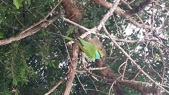 Yala Big Game Drive with Heina Eco Team