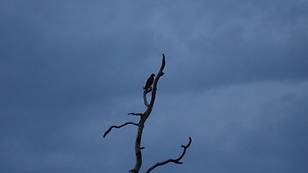 Yala Big Game Drive with Heina Eco Team