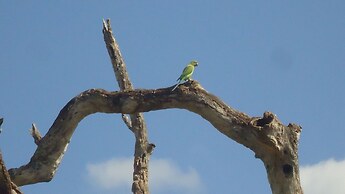 Yala Big Game Drive with Heina Eco Team