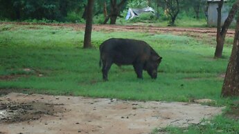 Yala Big Game Drive with Heina Eco Team