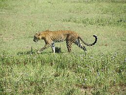 Yala Big Game Drive with Heina Eco Team