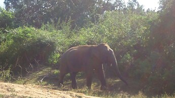 Yala Big Game Drive with Heina Eco Team