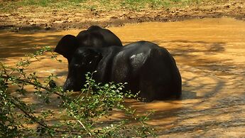 Yala Big Game Drive with Heina Eco Team