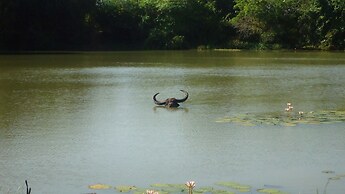 Yala Big Game Drive with Heina Eco Team