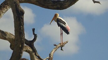 Yala Big Game Drive with Heina Eco Team