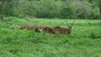 Yala Big Game Drive with Heina Eco Team