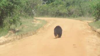 Yala Big Game Drive with Heina Eco Team