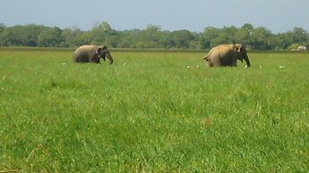 Yala Big Game Drive with Heina Eco Team