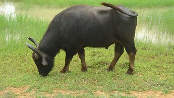 Yala Big Game Drive with Heina Eco Team