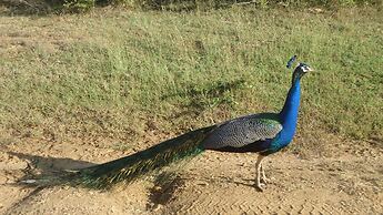 Yala Big Game Drive with Heina Eco Team