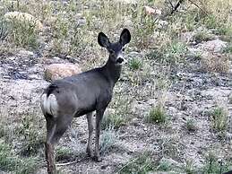 Fawn Valley Inn: 205 1 Bedroom Condo