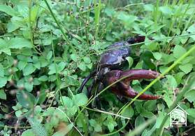 Paddy Fields Haven - Natures Nest Pai