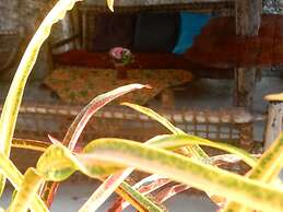 Mudi House