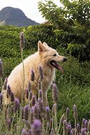 Pousada Terra dos Pássaros