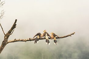 Pousada Terra dos Pássaros