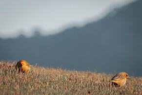 Pousada Terra dos Pássaros