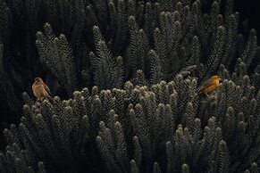 Pousada Terra dos Pássaros