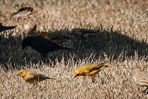 Pousada Terra dos Pássaros