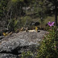 Pousada Terra dos Pássaros