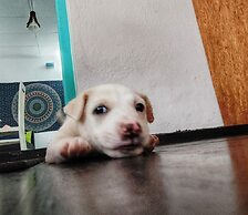 Happy hammocks, Weligama