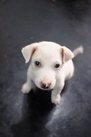 Happy hammocks, Weligama