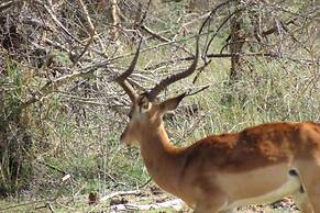 Amanya 1-bed Zebra Tent