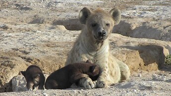Amanya 1-bed Zebra Tent