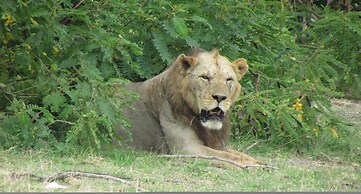 Amanya 1-bed Zebra Tent