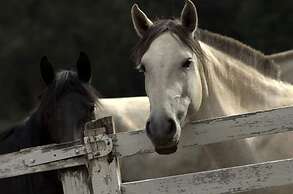 GoldMen Select Guarapuava