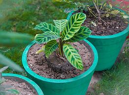 Wild Pensione Resort