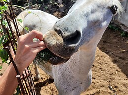 Casa Salvia Guesthouse Icod