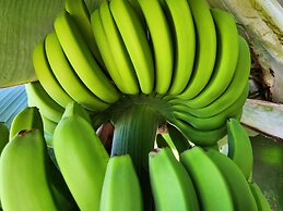 Casa Salvia Guesthouse Icod