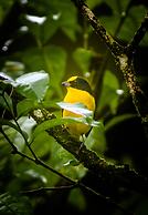 LA PONDEROSA Beach & Jungle Resort