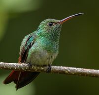 LA PONDEROSA Beach & Jungle Resort