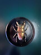 26 Rue du Grand Maurian