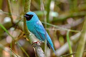 Chevere Beach Cabañas sas